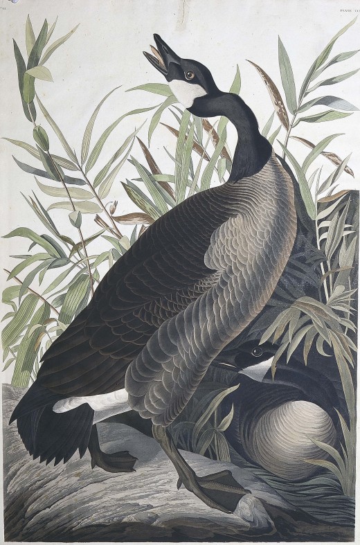 Audubon goose